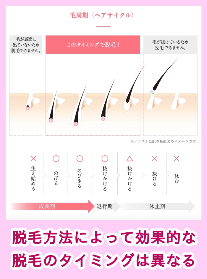 毛周期(ヘアサイクル)